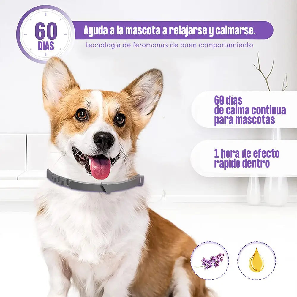 ¿TU MASCOTA ESTÁ ANSIOSA O INQUIETA? 🐶🐱 Devuélvele la paz y el bienestar con nuestro Collar Calmante Natural 💚