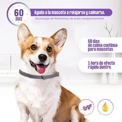 ¿TU MASCOTA ESTÁ ANSIOSA O INQUIETA? 🐶🐱 Devuélvele la paz y el bienestar con nuestro Collar Calmante Natural 💚
